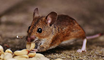 24 Hour & Emergency Exterminators in Edgewood, WA